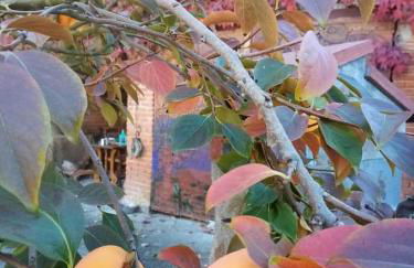 Casa delle foglie sussurranti - Foto 64