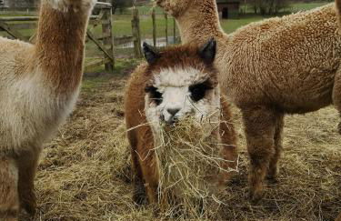 Birch Cottage with private wood fire hot tub - Foto 14