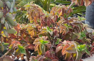 Las Casitas Masdache - Foto 51