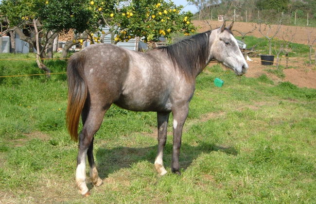 Azienda Agricola Sinisi - Foto 17