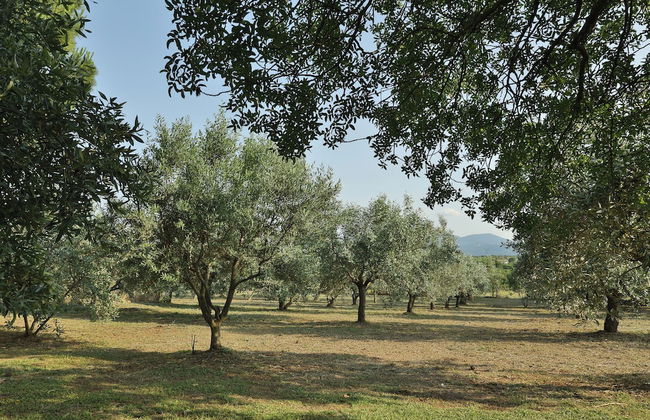 Olives and Vines all Season Villa - Photo 39