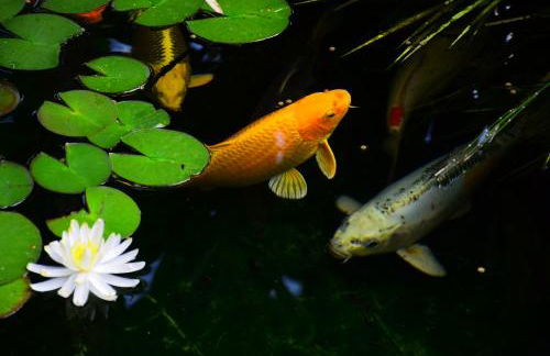 Fare Bambou - Foto 33