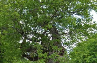 Gite Le Rouvre - Foto 16