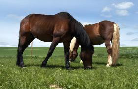 Fleischmannhof Do san ma dahoam - Photo 31