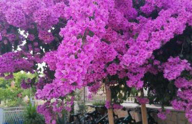 Apartmán BRAĆKI CVIJET - Photo 34