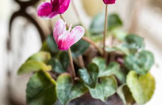 West Cottage, Cerne Abbas Lane - Photo 12