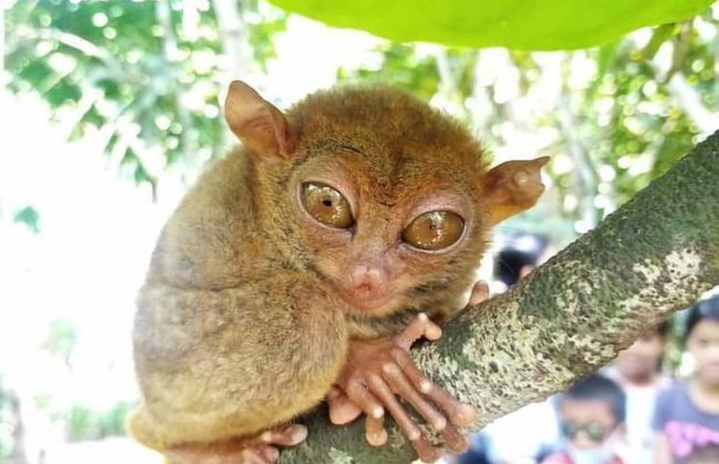 Sobral Rice Terraces View - Foto 37