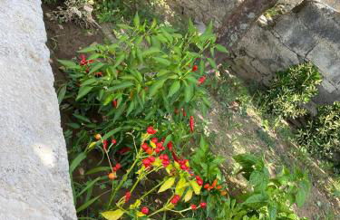 Vista Stromboli - Foto 55