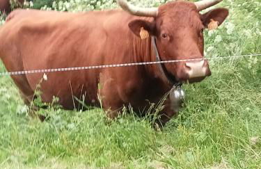 Le clos des anges - Foto 16