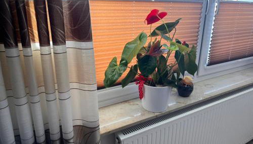 Pension zum Winterberg - Foto 5