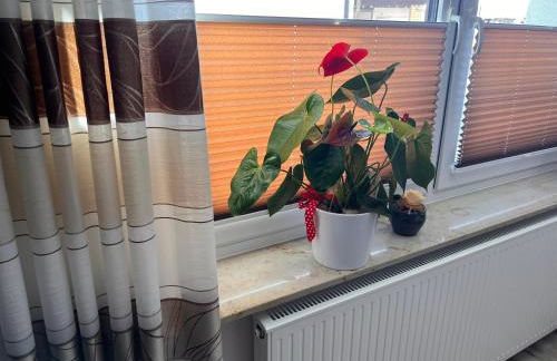 Pension zum Winterberg - Foto 5