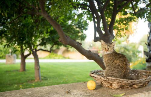 Casal Sikelio - Photo 22