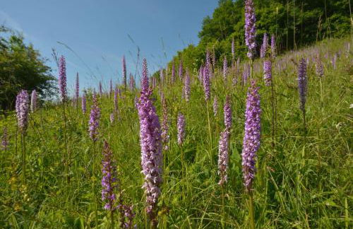 Dachgeflüster - Foto 26