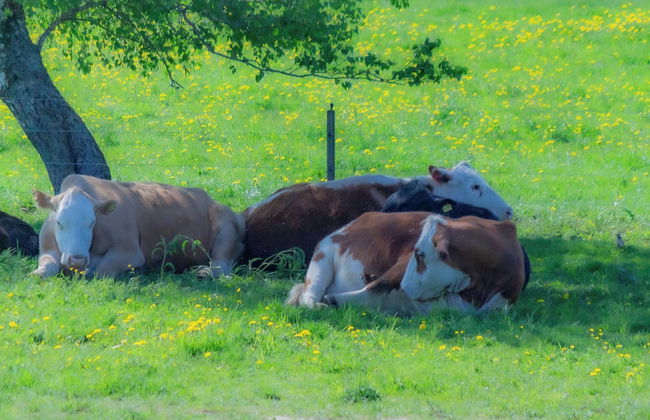 Mickels bondgårdsglamping - Foto 13