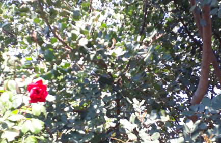 Carrubo - Giardino in città - Foto 24