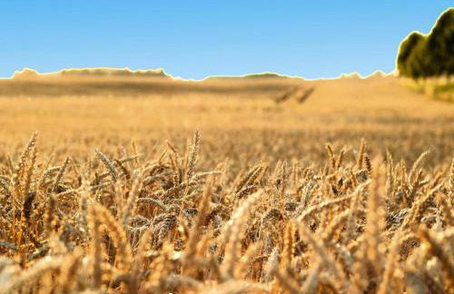 Doppelhaushälfte in Seehausen am Oberuckersee - Foto 76