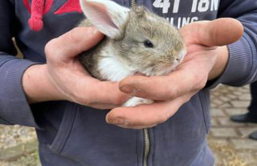 Landkulturhof Glücksbringer - Foto 8