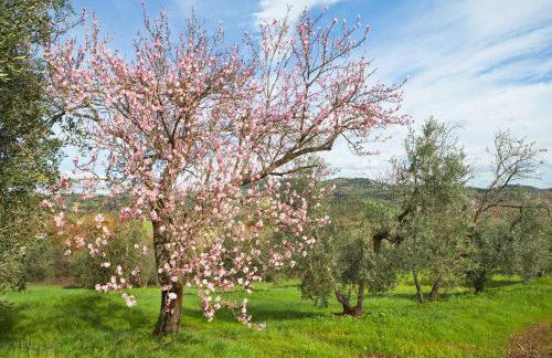 Poggio Diavolino - Suvereto - Foto 62