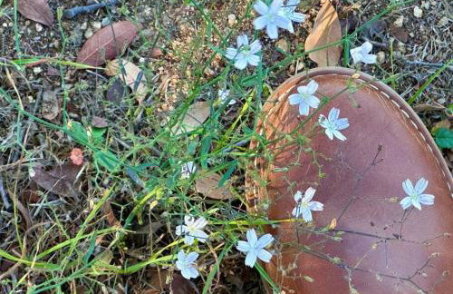 Getaway Retreat Close to Temecula San Diego LA - Foto 4