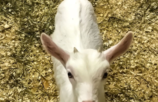 Agriturismo Chevres a Cheval - Foto 65