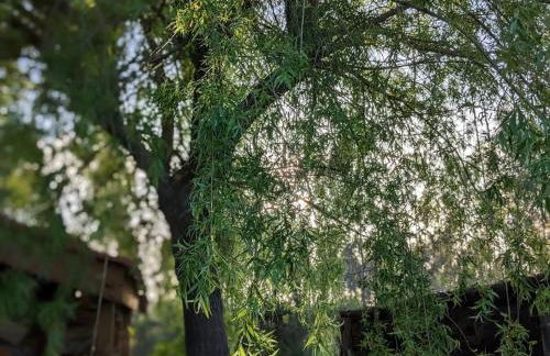 Villa Ti'plage, piscine privative, proche océan - Foto 20