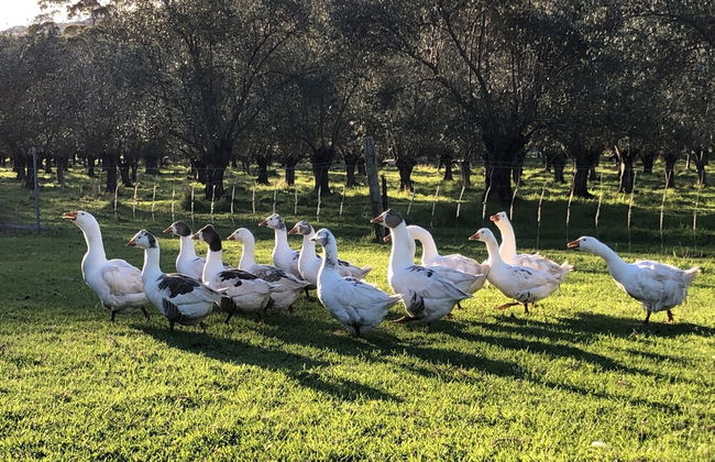 Turicum Chalets AT Monkey Rock Winery - Photo 37