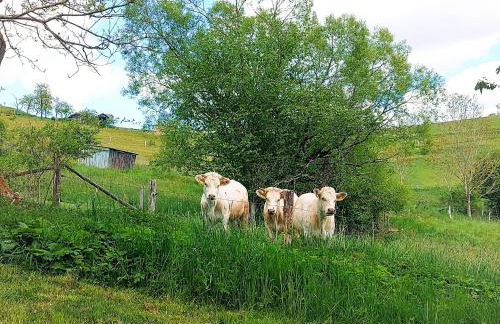 Ferienhaus NaturReich - Foto 37