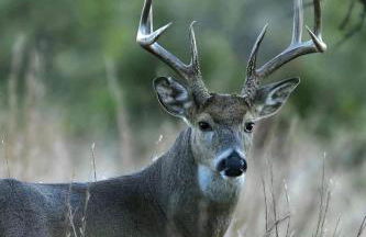 House at the Refuge - Relax & Take in Nature - Foto 52