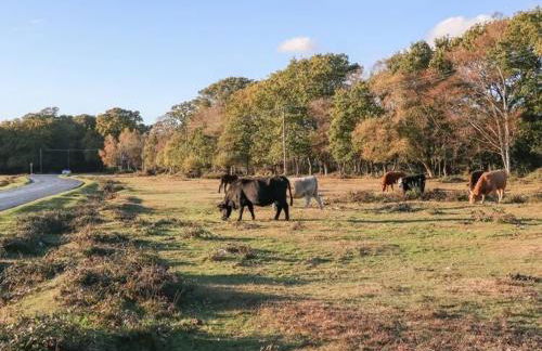 Starboard Light - Foto 40