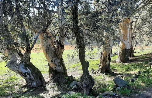 La casa de la encina - Foto 24