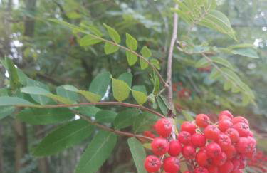 Hacienda domek całoroczny z jacuzzi w lesie pod Rzeszowem - Foto 33