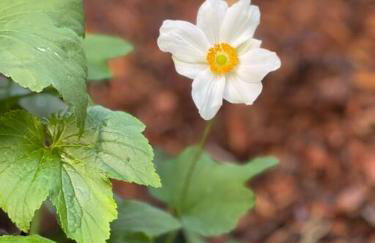 Wedgewood Cottage - Photo 6