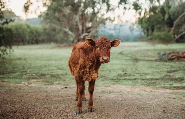 Margaret River Holiday Cottages - Photo 67