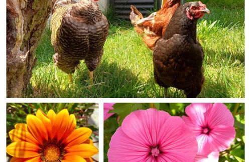 The Sweet Lemon 3 - Foto 25