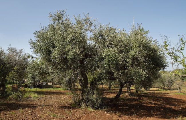 Trullo Pinto - Foto 59