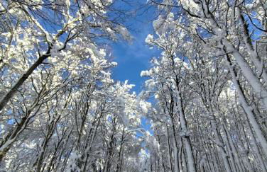 Clède lovée dans la forêt, sauna & bain nordique - Foto 29