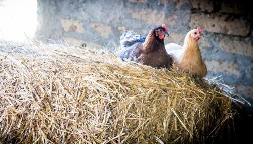 Agriturismo La Valle degli Ulivi - Foto 5