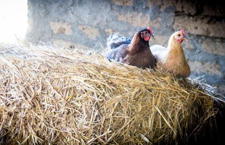 Agriturismo La Valle degli Ulivi - Foto 5