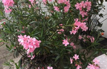 Ferienweingut Willems - Foto 20