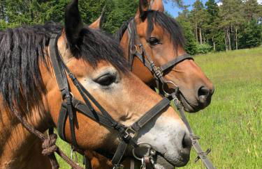 Ferienwohnung Pferdestärke-Eifel - Foto 12