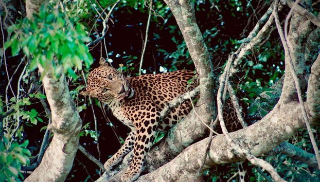 Kumana National Park Private Safari - Foto 2