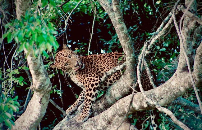Safári privado pelo Parque Nacional de Kumana - Foto 1