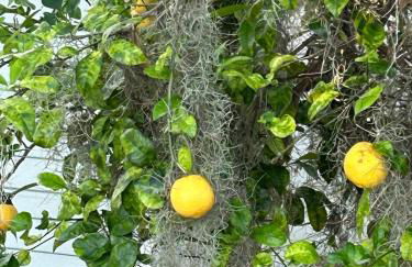 Lakeview Retreat - Foto 45