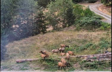 Bugling Elk Bungalow - Foto 29