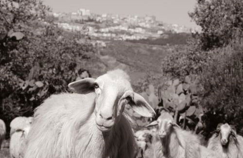 Le Querce di Cota - Foto 80