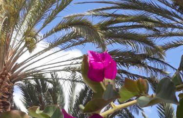 FRAMANTIS App No 6 - Photo 12