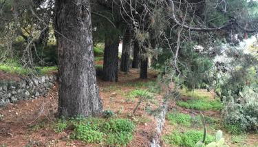 Casa Vacanze Etna - Foto 4