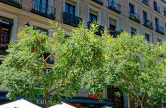 Arenal Suites Preciados - Photo 36