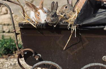 Gîtes à la ferme idéal en couple, famille ou amis - Foto 8
