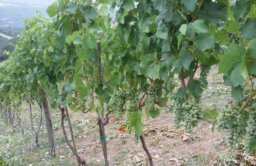 Luxury Villa with Pool, Stunning Location - Foto 40